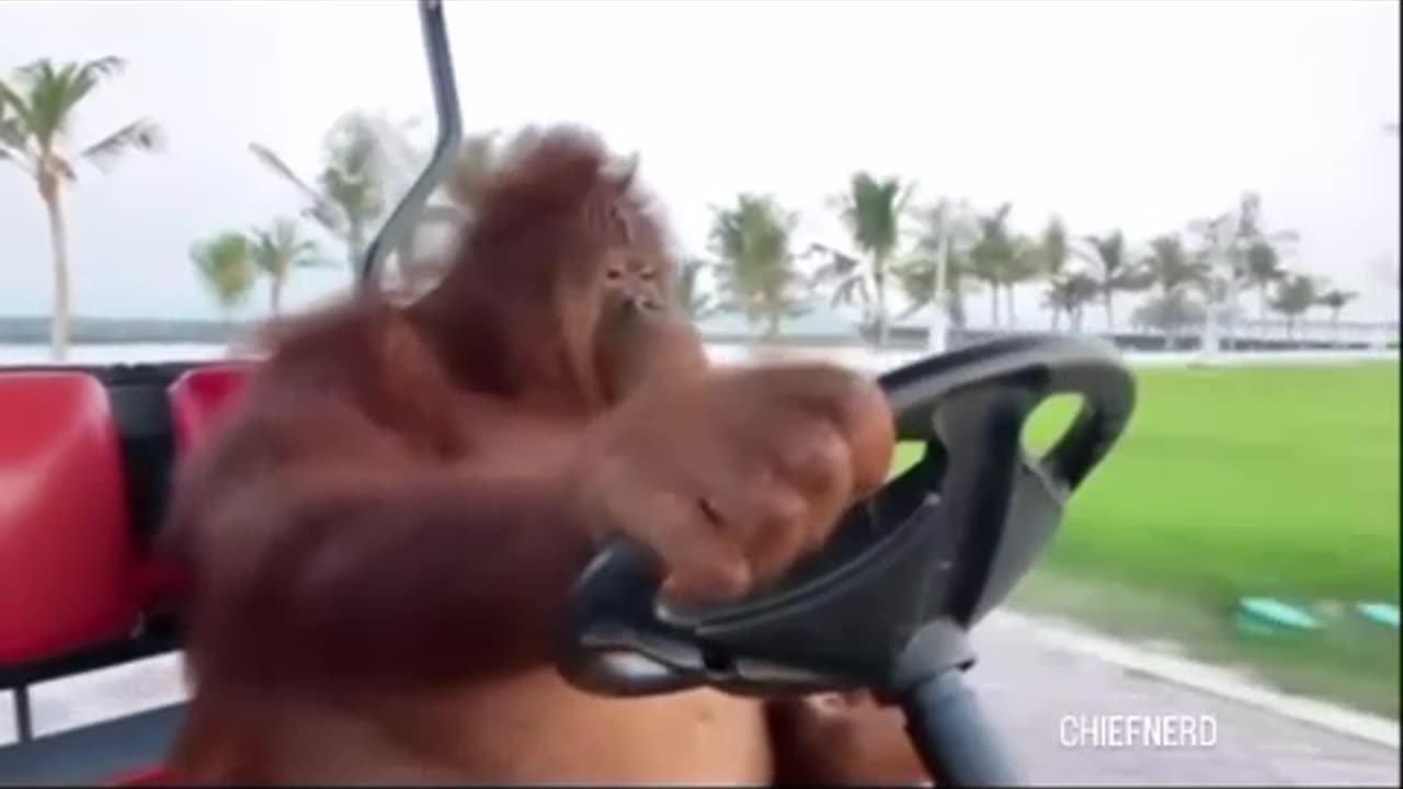 Good Afternoon Frens & Patriots