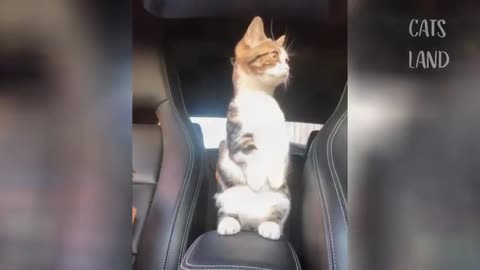 Very funny Cats touch people in road with her nice hand