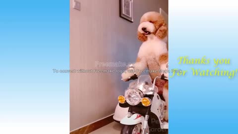 Cute Cats and Funny Dogs Compilation !