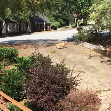 This time 3rd time is the Charm for my puppy retriever to retrieve the paper