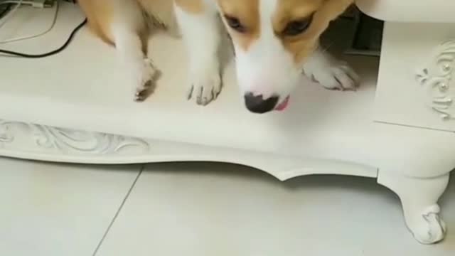 The greatest happiness a dog can bring