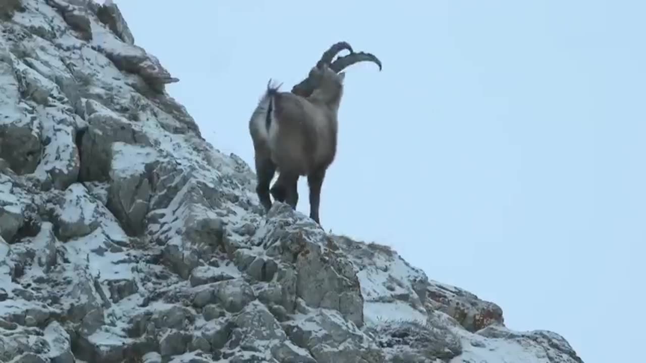 The loser gets thrown down a 6,000 ft cliff! Ibex fights