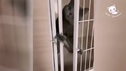 Gato abrindo a porta sozinho