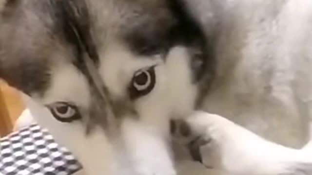 FUNNY HUSKY