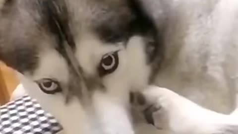 FUNNY HUSKY