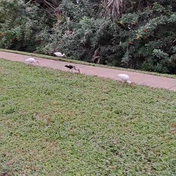 CCP is at fault, pray for the PLA and PSB to turn to Christ and arrest them.