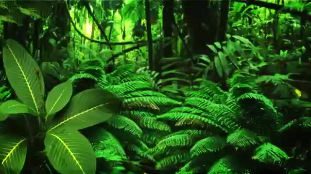 Elvis cacatua video very interest