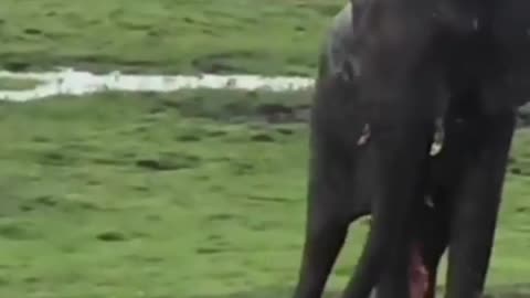 Elephant have a new born baby