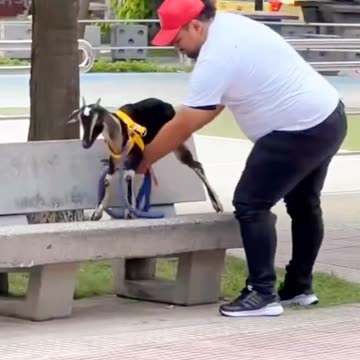 Please protect your dog in garden area