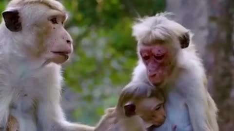 Monkey moms