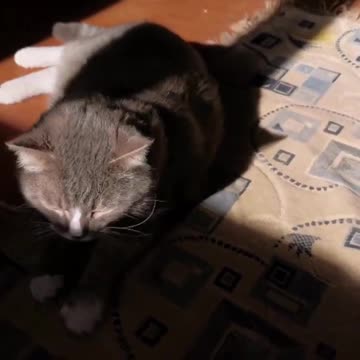 Siberian Husky Dog Price in India 2021 (Monthly Expenses Included)