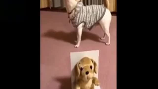 FUNNIEST CUTE PETS COMPILATION CLIPS - TRY NOT TO LAUGH | BEST FUNNY CAT & DOG CLIPS