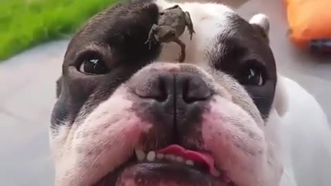 Dog got frozen by little frog