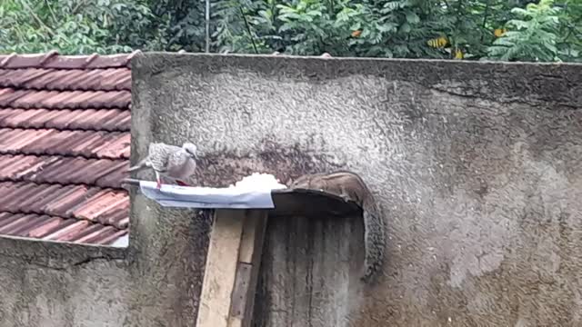 Hungry squirrel eating rice