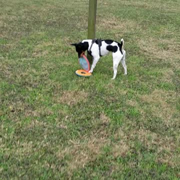 Dog catches frisbee while holding second frisbee in mouth