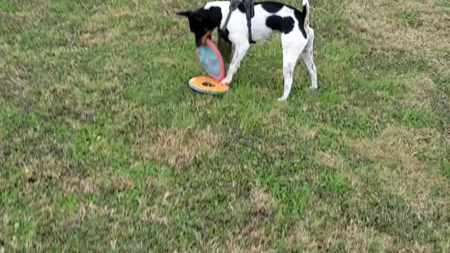 Dog catches frisbee while holding second frisbee in mouth