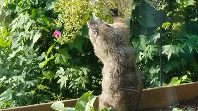 Adorable Groundhog eats flowers outside of restuarant window