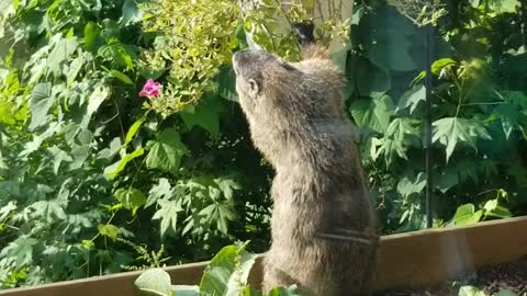 Adorable Groundhog eats flowers outside of restuarant window