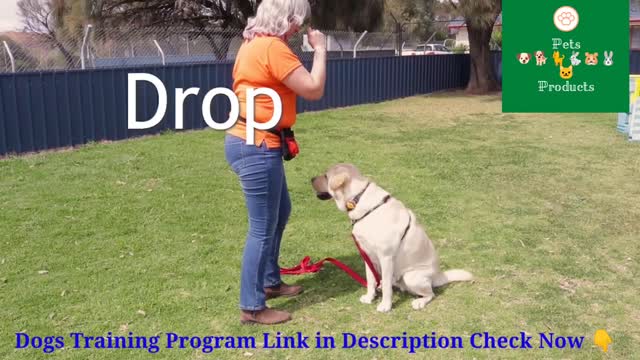 Brain Training For Dogs Online Dog Trainer program