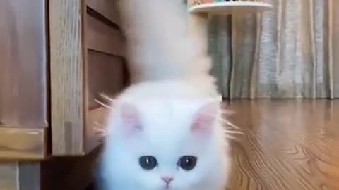 White cat and her Eyes so beautiful Wowww😍😍😍🙈.