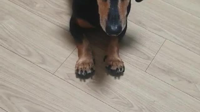 7 year old dachshund training course (korea)