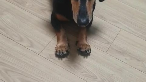 7 year old dachshund training course (korea)