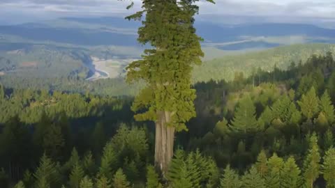 The tallest tree