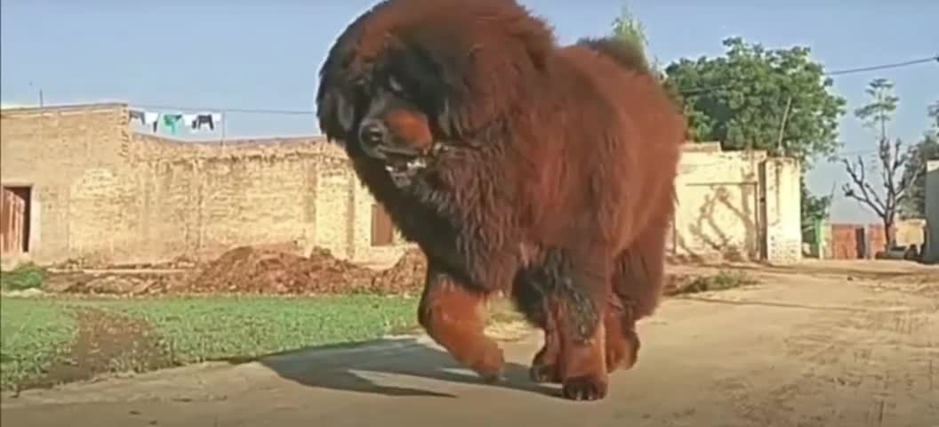 biggest dog