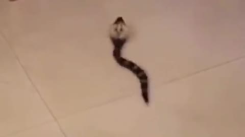 This Terrified Funny Cat do some Acrobat