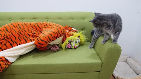 Cat Vs Tiger