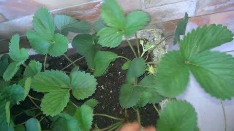 MY STRAWBERRIES IN PARAÍBA-BRAZIL-3