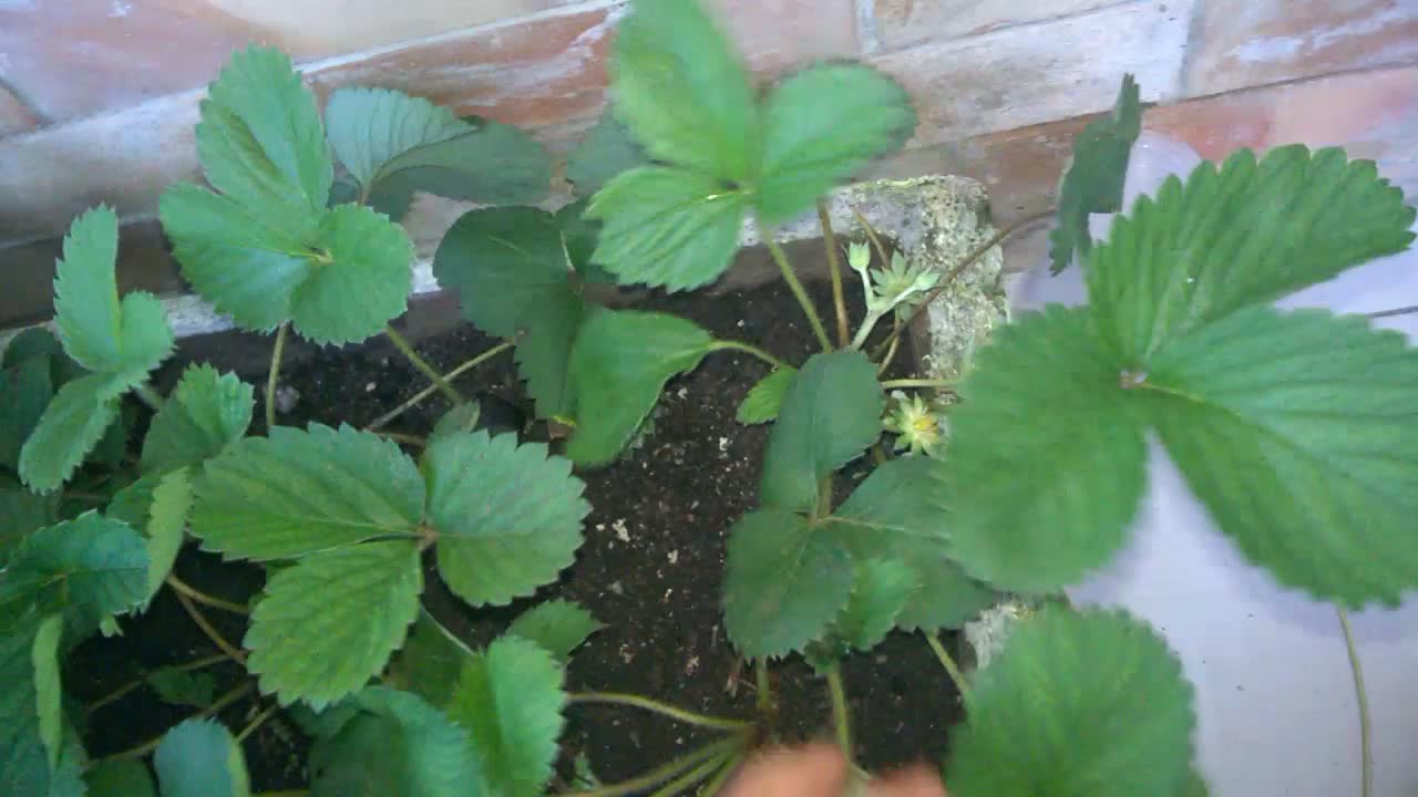 MY STRAWBERRIES IN PARAÍBA-BRAZIL-3