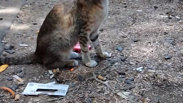 cat comedy videos funny status