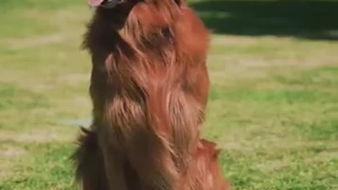 Funny Dog Video