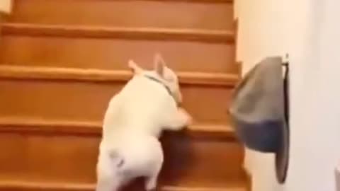 3 ways to climb stairs in a short time by dog