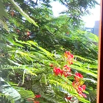 الصباح الجميل الصباح المشرق الصباح والخضرة