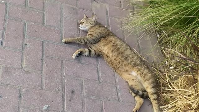 A Lovely cat making stretch after meal😄