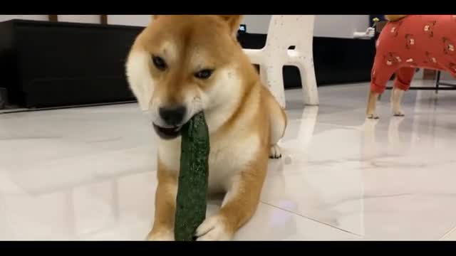 Hutch dog eats cucumber