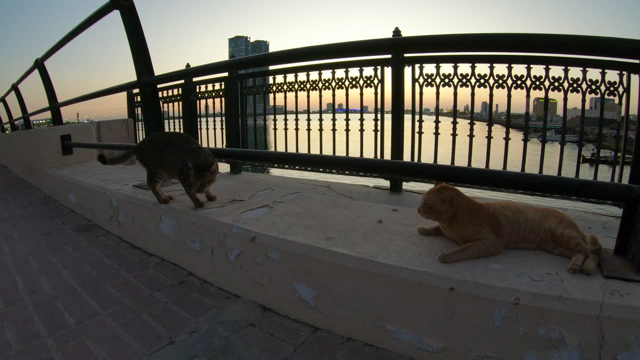 Homeless cats in UAE, Ras Al Khaimah: MICHAEL JACKSON & ED SHEERAN #cats #MichaelJackson #EdSheeran