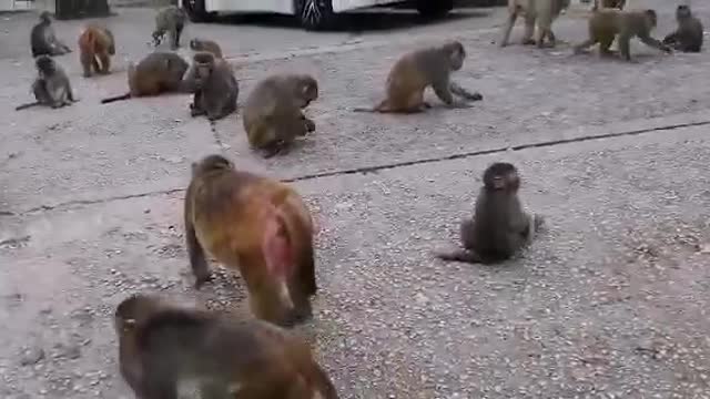 Baby And mother monkeys