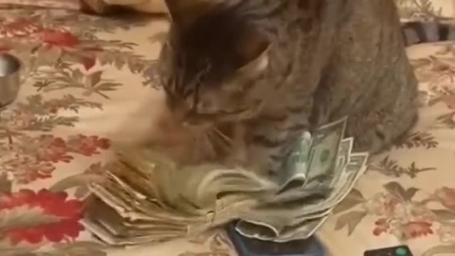 Catnip dealer