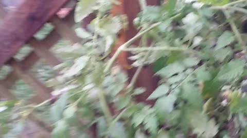 My small Garden