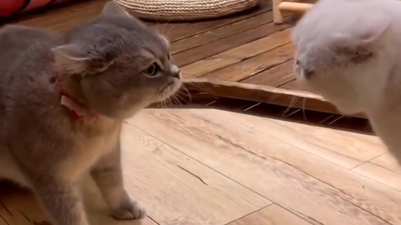 #cat
