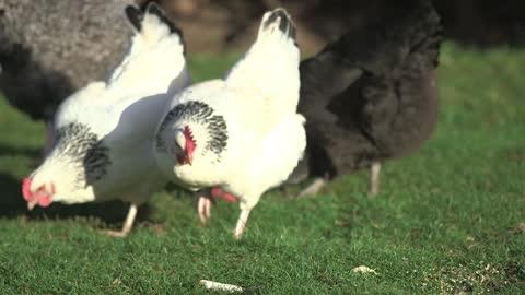 Chicken-hens at outside field for daily life