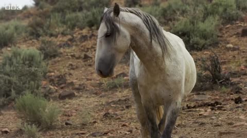 Brutal Stallion Mating Fight | Planet Earth II | BBC Earth