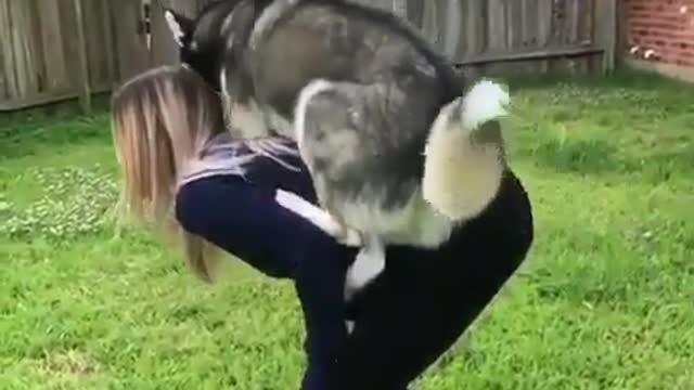 Watch husky jump on the master's back