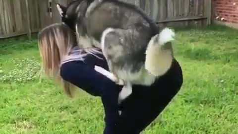 Watch husky jump on the master's back