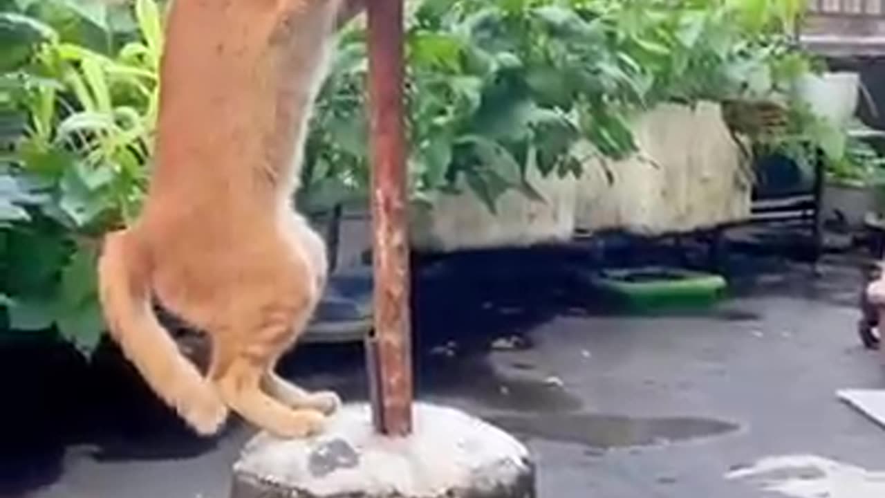 Meow-larious_Moments_#funnycats_#shortsviral(360p)