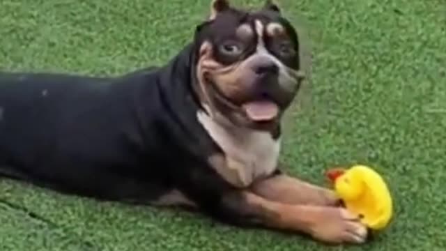 Scout playing with the toy | Funny and cute moment