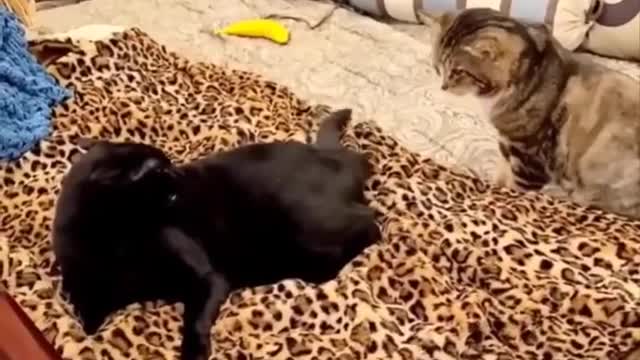 Nice Cats Funny Video -007